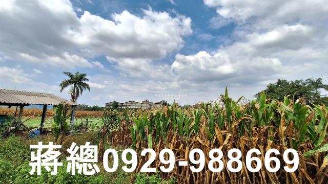 台南新市農地-9